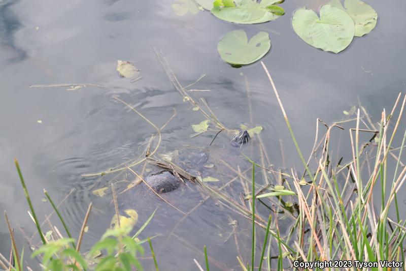 Florida Red-bellied Cooter (Pseudemys nelsoni)