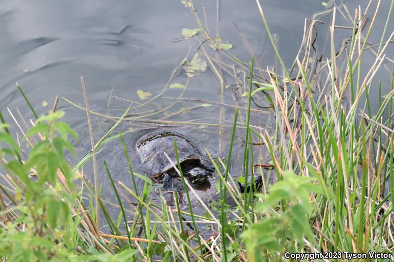 Florida Red-bellied Cooter (Pseudemys nelsoni)