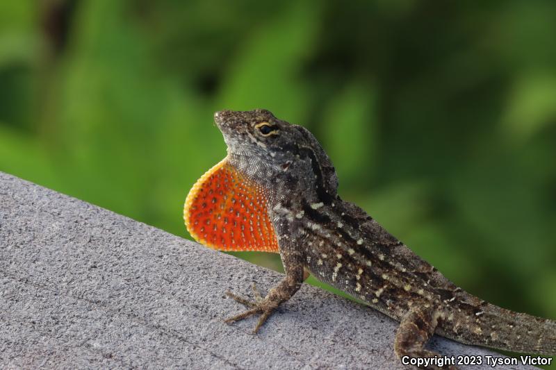 Cuban Brown Anole (Anolis sagrei sagrei)