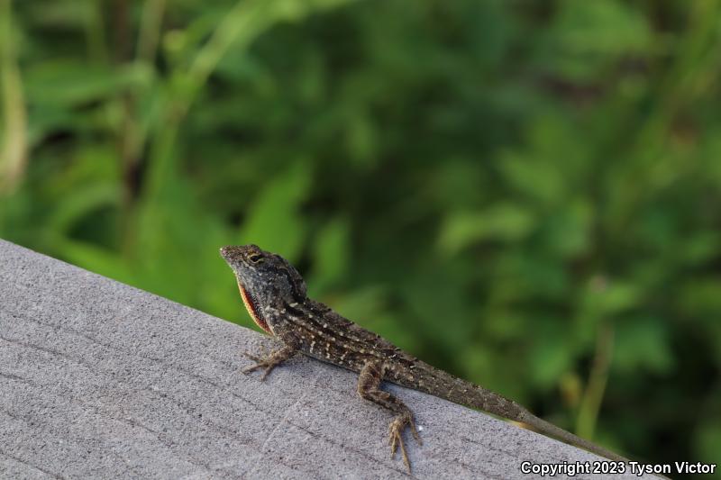 Cuban Brown Anole (Anolis sagrei sagrei)