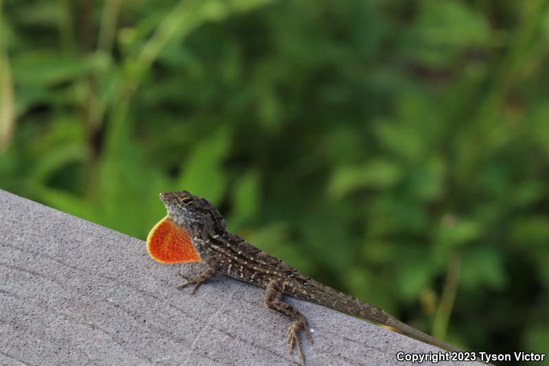 Cuban Brown Anole (Anolis sagrei sagrei)