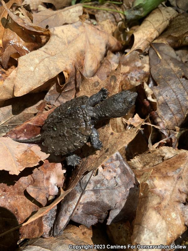 Eastern Snapping Turtle (Chelydra serpentina serpentina)