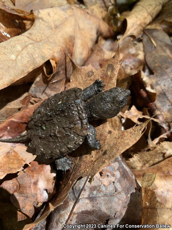 Eastern Snapping Turtle (Chelydra serpentina serpentina)