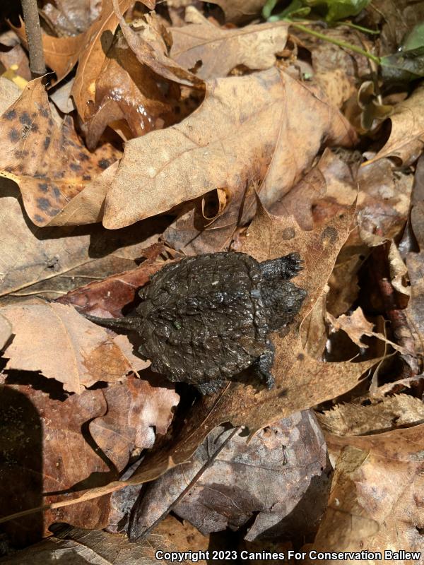 Eastern Snapping Turtle (Chelydra serpentina serpentina)