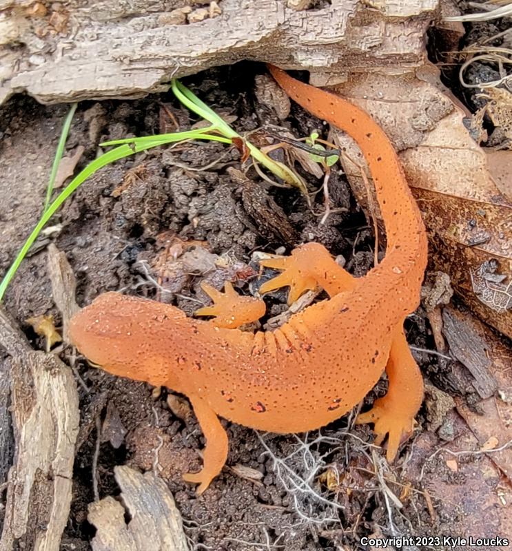 Red-Spotted Newt (Notophthalmus viridescens viridescens)