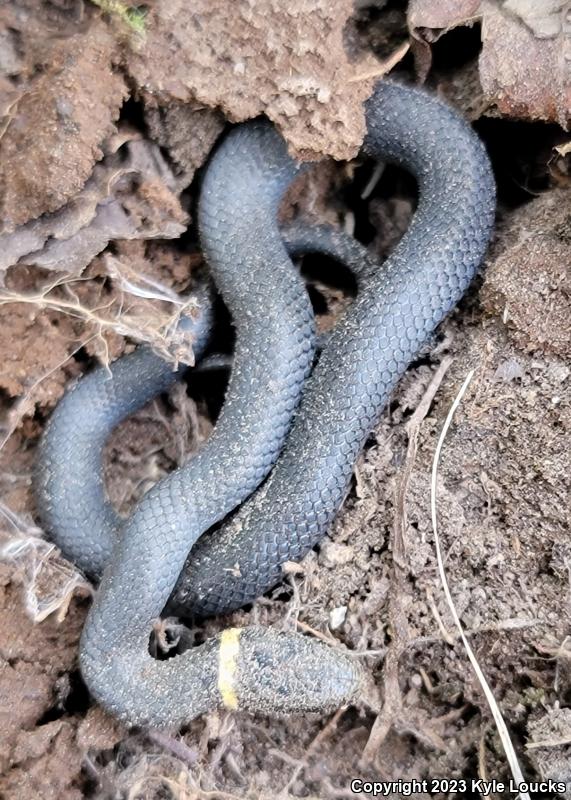 Northern Ring-necked Snake (Diadophis punctatus edwardsii)