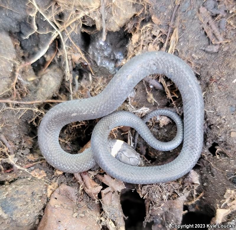 Northern Ring-necked Snake (Diadophis punctatus edwardsii)