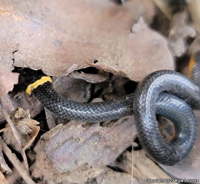 Northern Ring-necked Snake (Diadophis punctatus edwardsii)