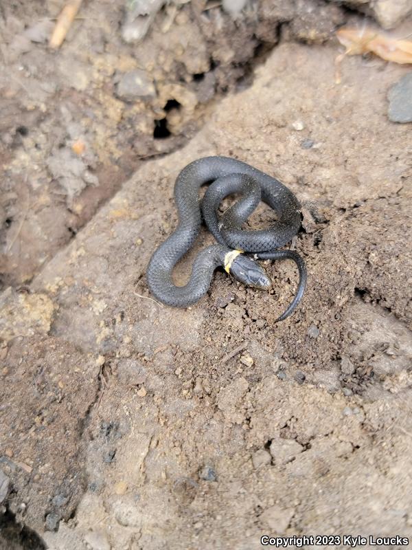 Northern Ring-necked Snake (Diadophis punctatus edwardsii)