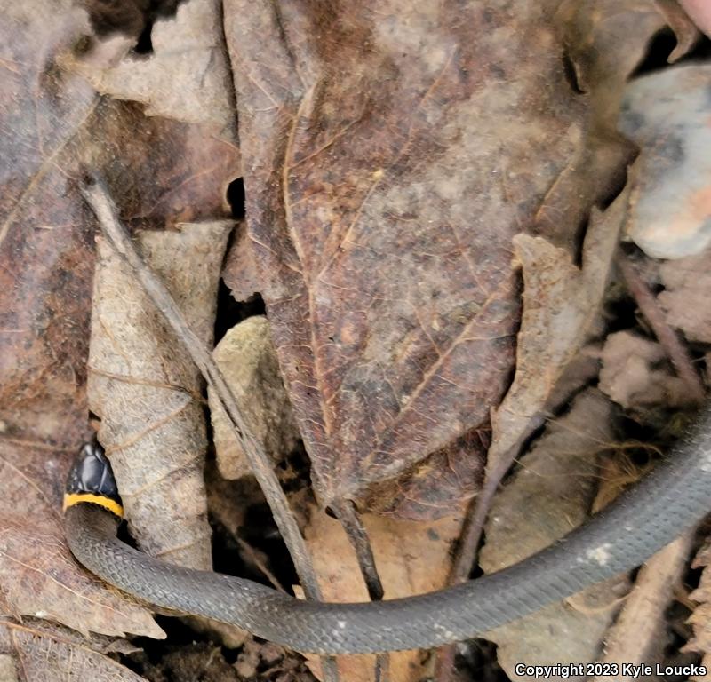 Northern Ring-necked Snake (Diadophis punctatus edwardsii)