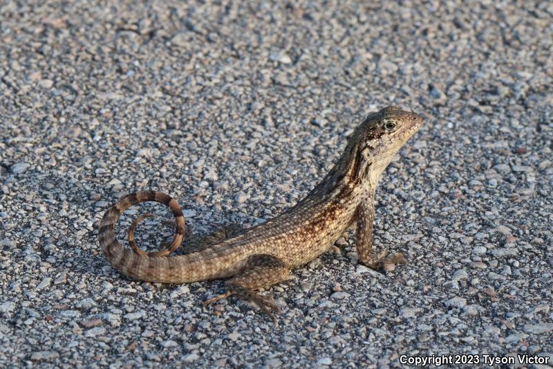 Northern Curly-tailed Lizard (Leiocephalus carinatus)