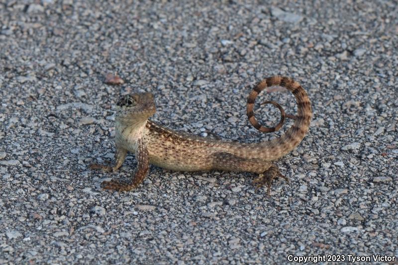 Northern Curly-tailed Lizard (Leiocephalus carinatus)