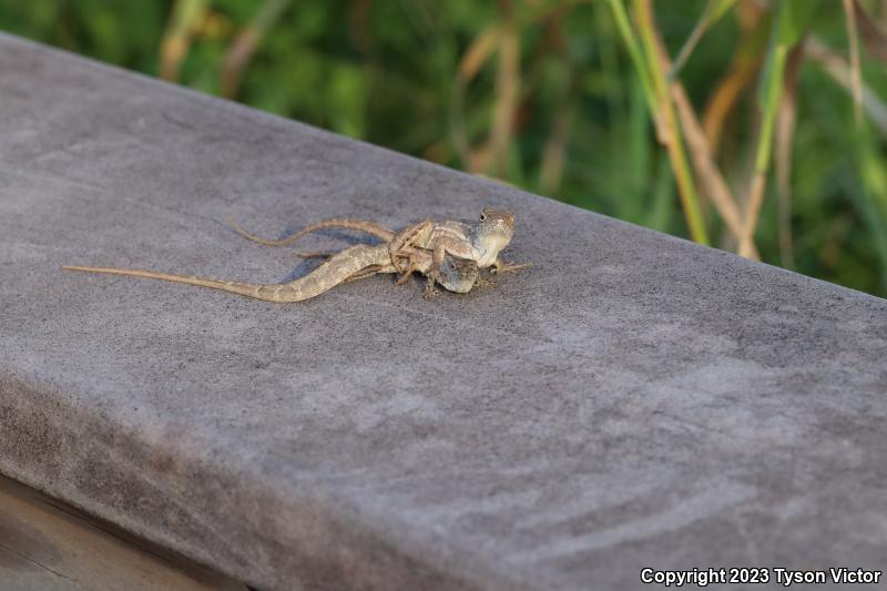 Cuban Brown Anole (Anolis sagrei sagrei)