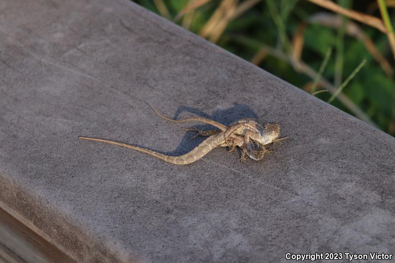 Cuban Brown Anole (Anolis sagrei sagrei)