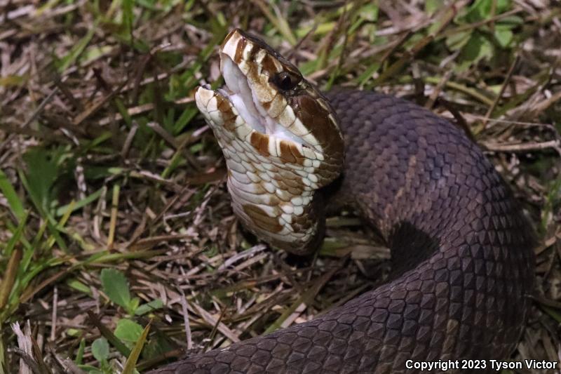 Florida Cottonmouth (Agkistrodon piscivorus conanti)