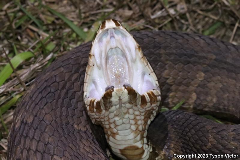 Florida Cottonmouth (Agkistrodon piscivorus conanti)