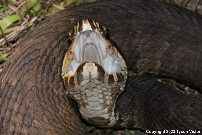 Florida Cottonmouth (Agkistrodon piscivorus conanti)