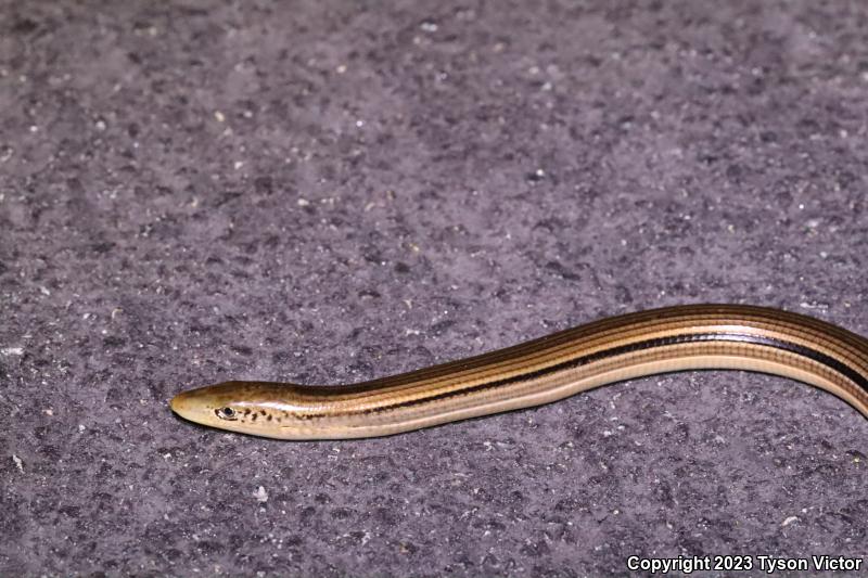 Island Glass Lizard (Ophisaurus compressus)