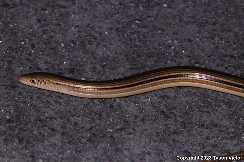 Island Glass Lizard (Ophisaurus compressus)