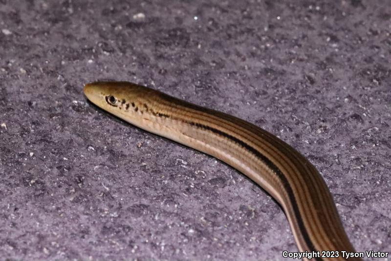 Island Glass Lizard (Ophisaurus compressus)