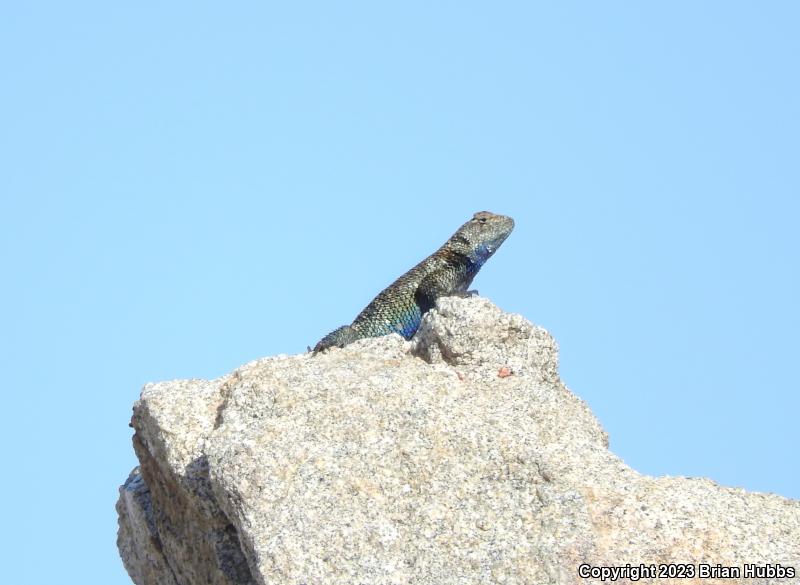 Granite Spiny Lizard (Sceloporus orcutti)