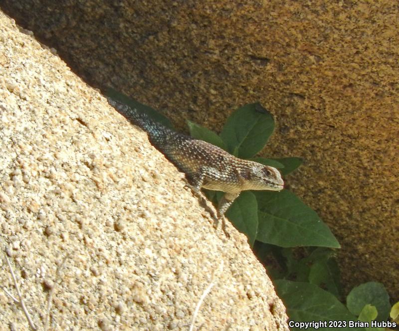 Granite Spiny Lizard (Sceloporus orcutti)