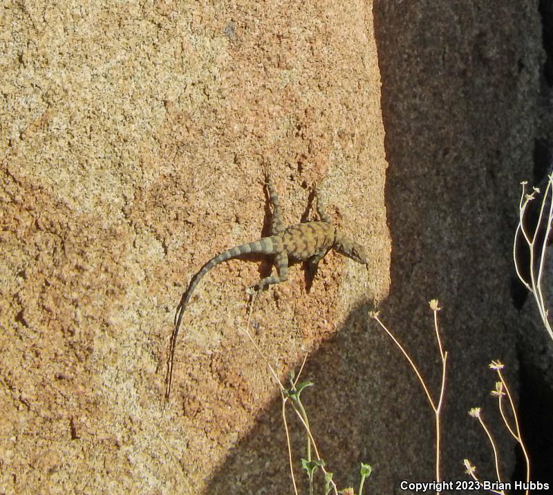 Banded Rock Lizard (Petrosaurus mearnsi)