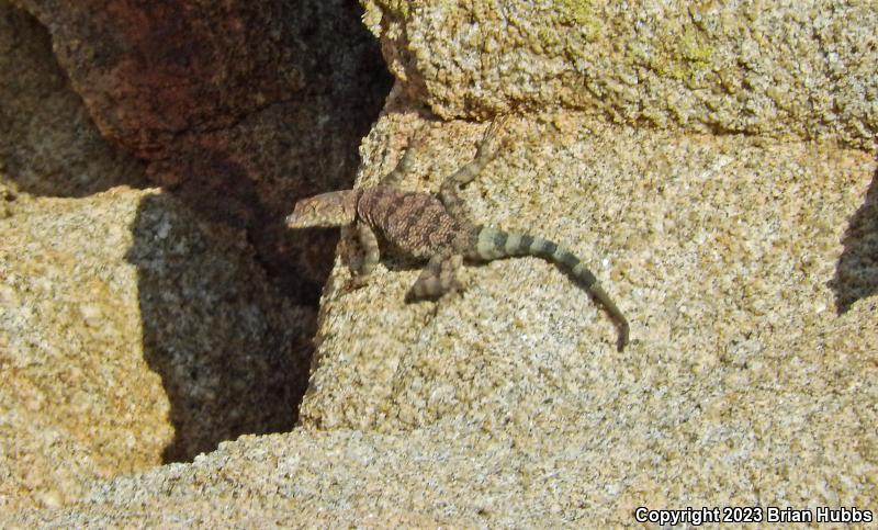 Banded Rock Lizard (Petrosaurus mearnsi)