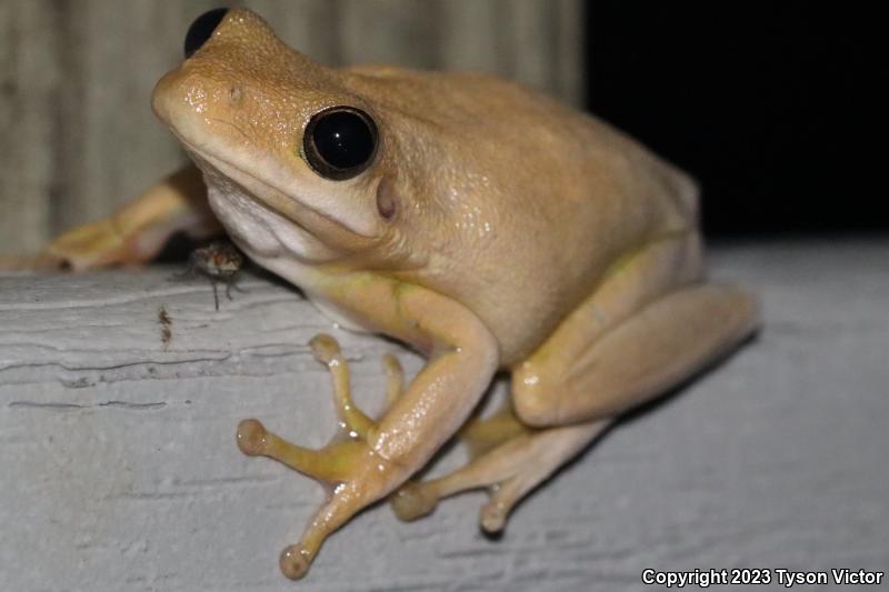 Squirrel Treefrog (Hyla squirella)