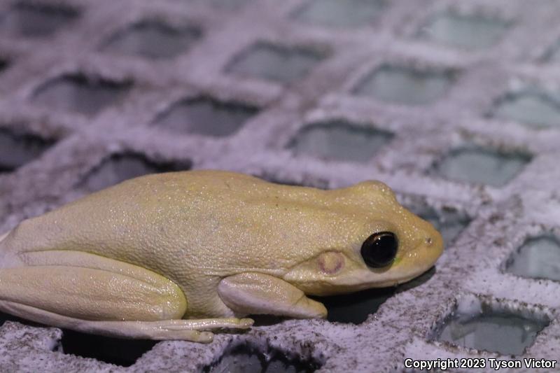 Squirrel Treefrog (Hyla squirella)