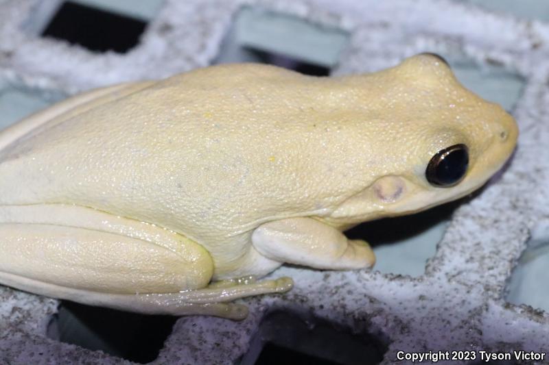 Squirrel Treefrog (Hyla squirella)