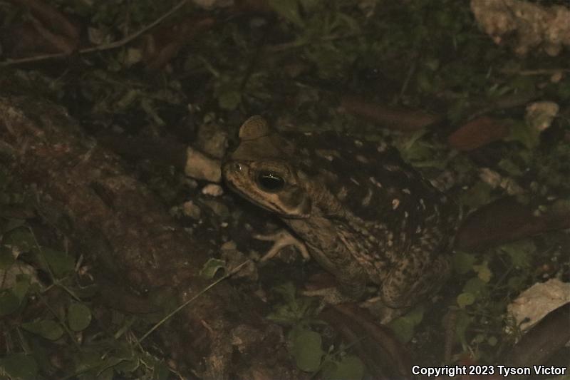 Cane Toad (Rhinella marina)