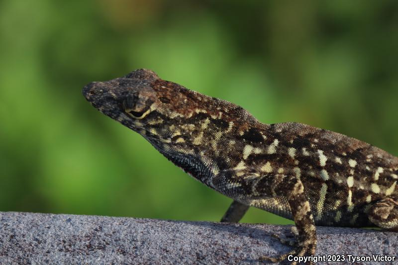 Cuban Brown Anole (Anolis sagrei sagrei)