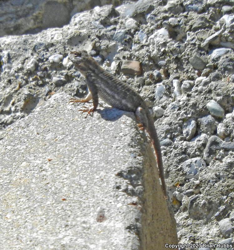 Western Sagebrush Lizard (Sceloporus graciosus gracilis)