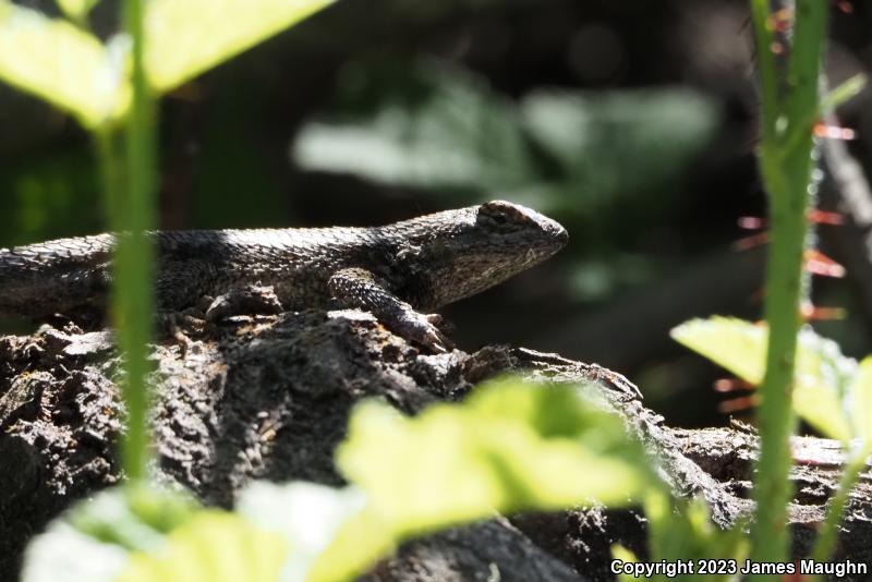 Coast Range Fence Lizard (Sceloporus occidentalis bocourtii)