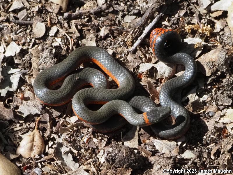 Pacific Ring-necked Snake (Diadophis punctatus amabilis)