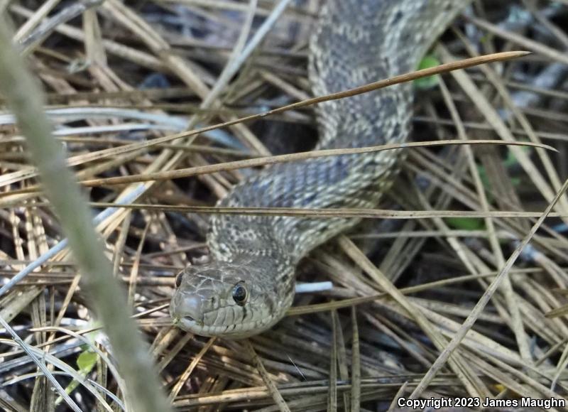 Pacific Gopher Snake (Pituophis catenifer catenifer)