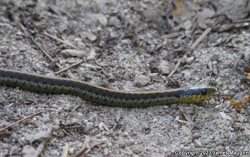 Santa Cruz Gartersnake (Thamnophis atratus atratus)