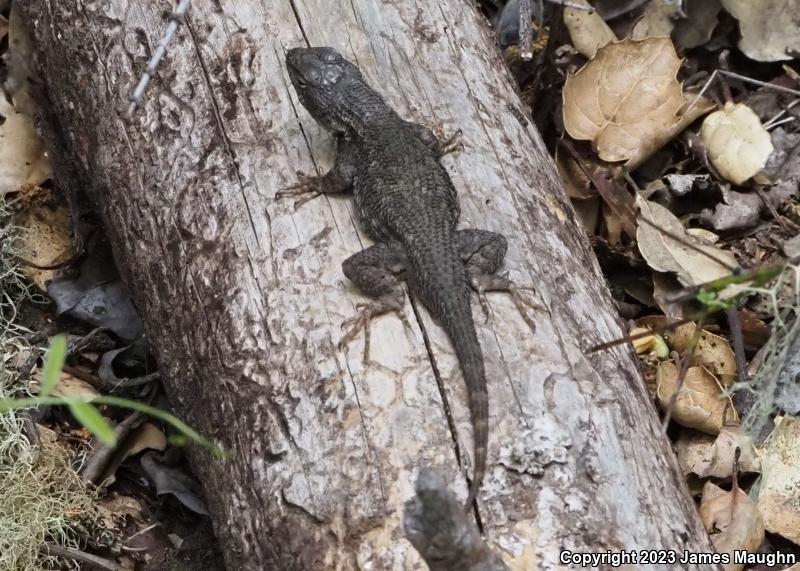 Coast Range Fence Lizard (Sceloporus occidentalis bocourtii)