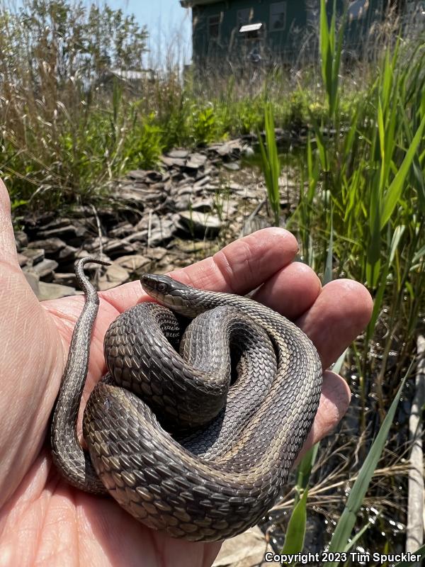 Eastern Gartersnake (Thamnophis sirtalis sirtalis)