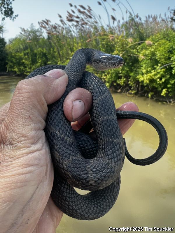 Northern Watersnake (Nerodia sipedon sipedon)