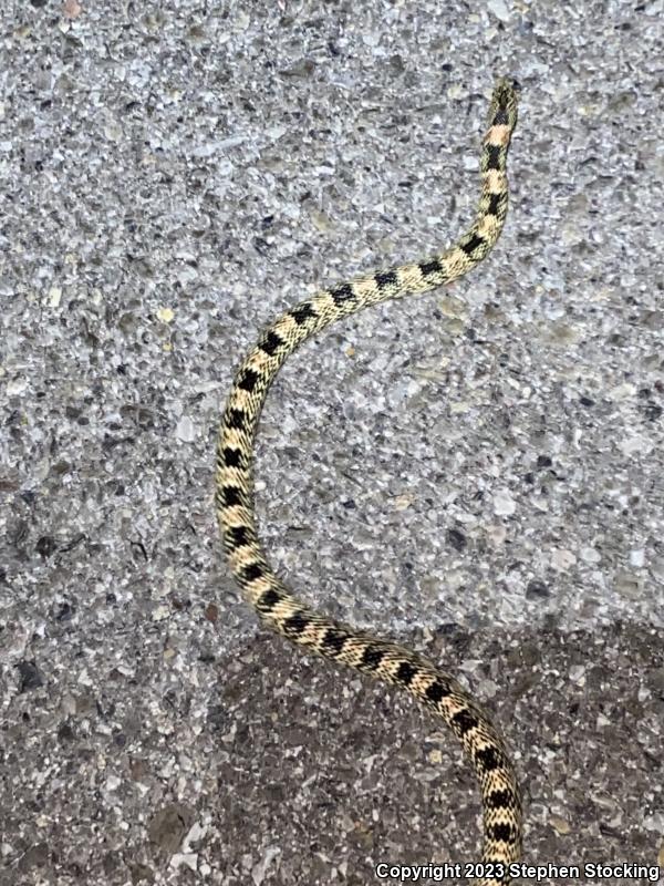 Western Long-nosed Snake (Rhinocheilus lecontei)