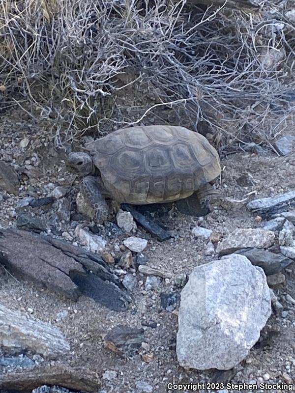 Desert Tortoise (Gopherus agassizii)