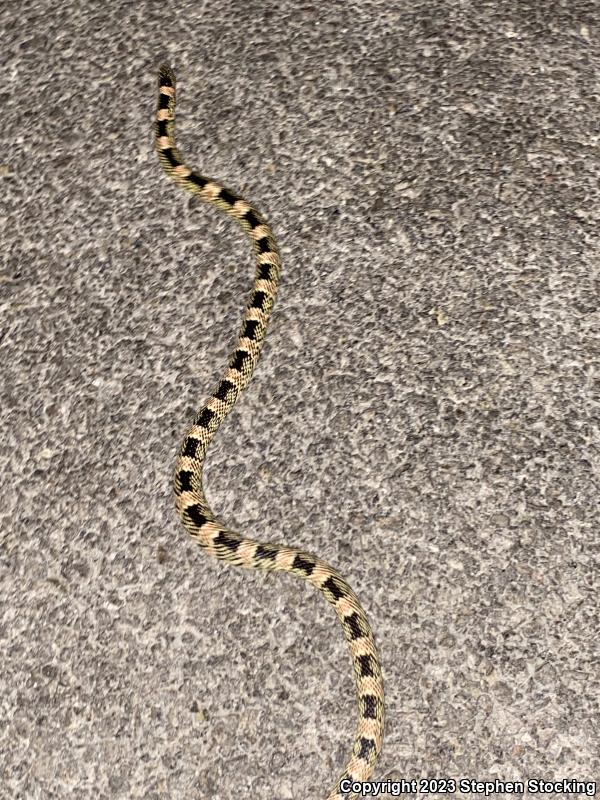 Western Long-nosed Snake (Rhinocheilus lecontei)