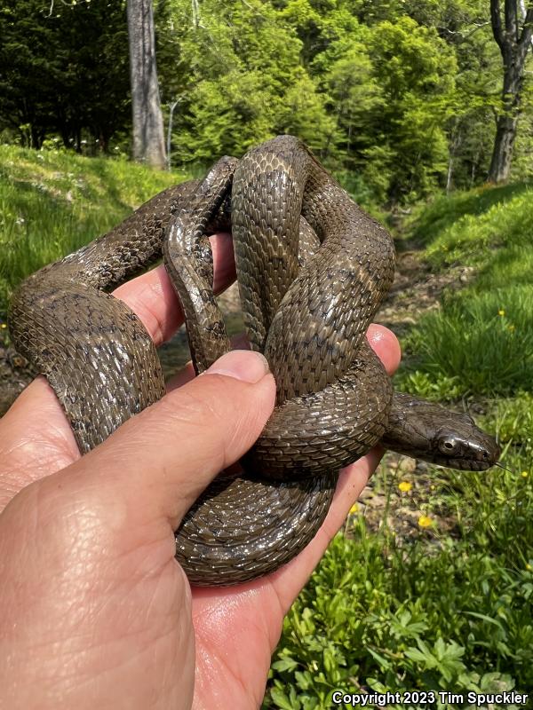 Northern Watersnake (Nerodia sipedon sipedon)