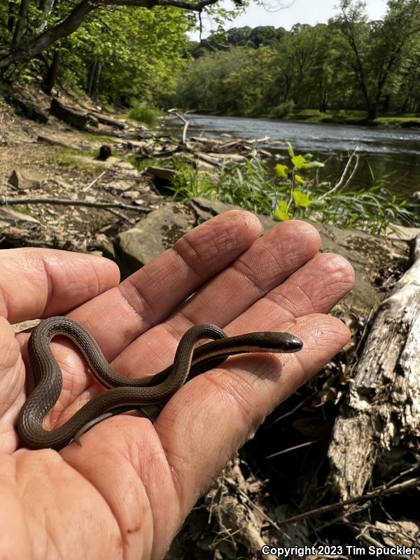 Queensnake (Regina septemvittata)