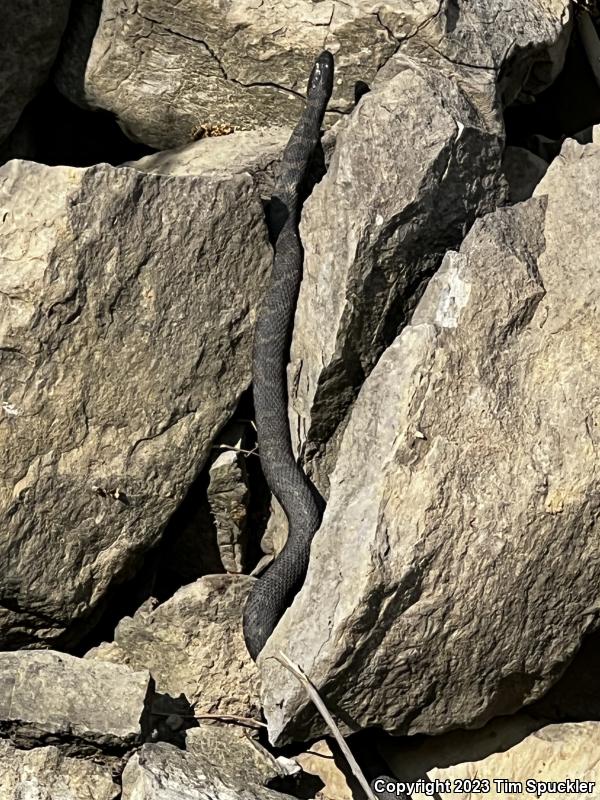 Northern Watersnake (Nerodia sipedon sipedon)