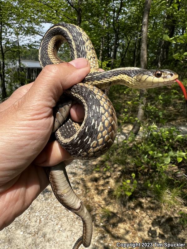 Eastern Gartersnake (Thamnophis sirtalis sirtalis)