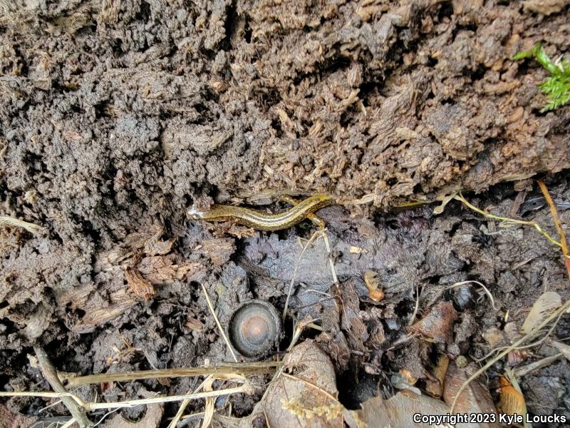 Northern Two-lined Salamander (Eurycea bislineata)