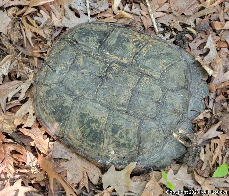 Eastern Snapping Turtle (Chelydra serpentina serpentina)